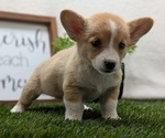 Small #6 Pembroke Welsh Corgi