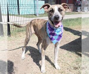 American Staffordshire Terrier-Unknown Mix Dogs for adoption in San Antonio, TX, USA