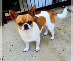 Image preview for Ad Listing. Nickname: Roscoe
