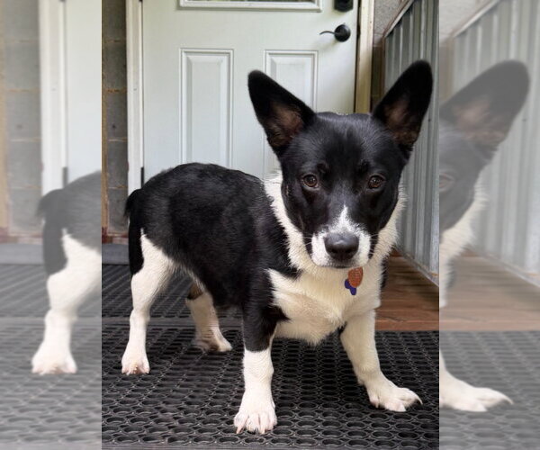Medium Photo #7 Mutt Puppy For Sale in Ellijay, GA, USA
