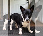 Small Photo #7 Mutt Puppy For Sale in Ellijay, GA, USA