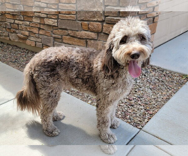 Medium Photo #1 Goldendoodle Puppy For Sale in Glendale , AZ, USA