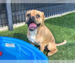 Puggle Dogs for adoption in Orange, CA, USA