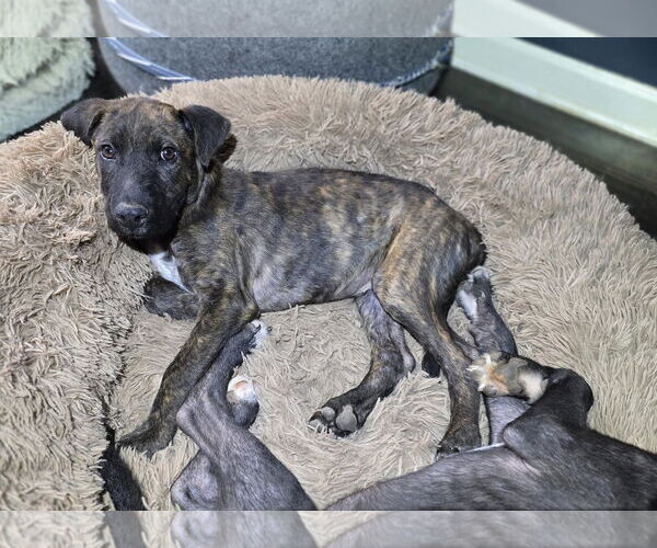 Medium Photo #2 Mutt Puppy For Sale in Greenville, SC, USA
