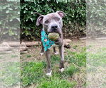 Small #5 American Pit Bull Terrier Mix