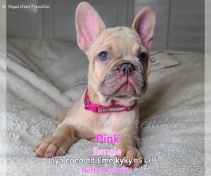 French Bulldog Puppy for sale in FORT WORTH, TX, USA