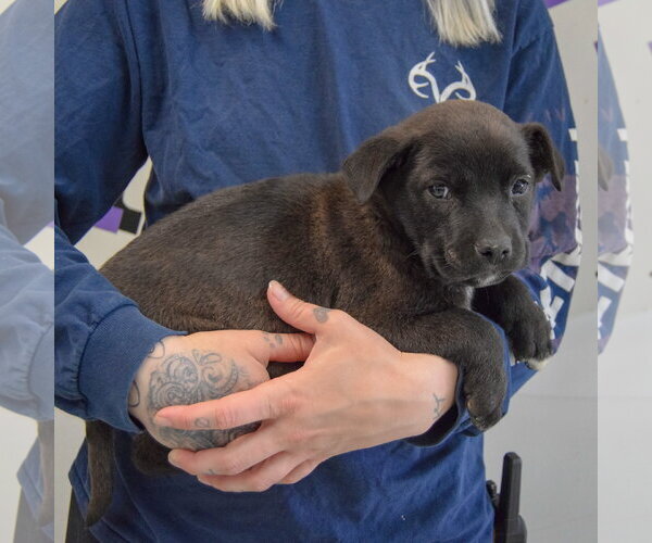 Medium Photo #2 Golden Retriever-Unknown Mix Puppy For Sale in Huntley, IL, USA