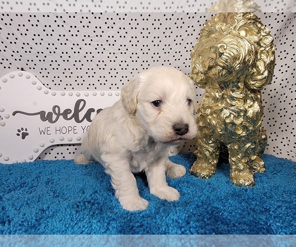 Medium Photo #6 Goldendoodle mix (+ Poodle Toy) Puppy For Sale in BLACK FOREST, CO, USA