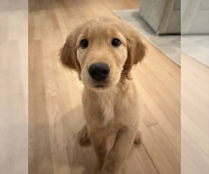 Golden Retriever Puppy for Sale in EAST HAMPTON, Connecticut USA