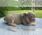 Small #3 French Bulldog