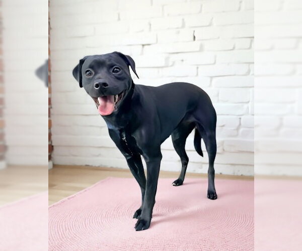 Medium Photo #2 Labrador Retriever-Pug Mix Puppy For Sale in Pasadena, CA, USA