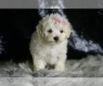 Small #3 Maltipoo