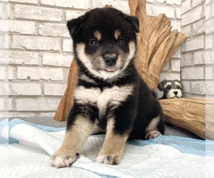 Shiba Inu Puppy for sale in EMPIRE STATE, NY, USA