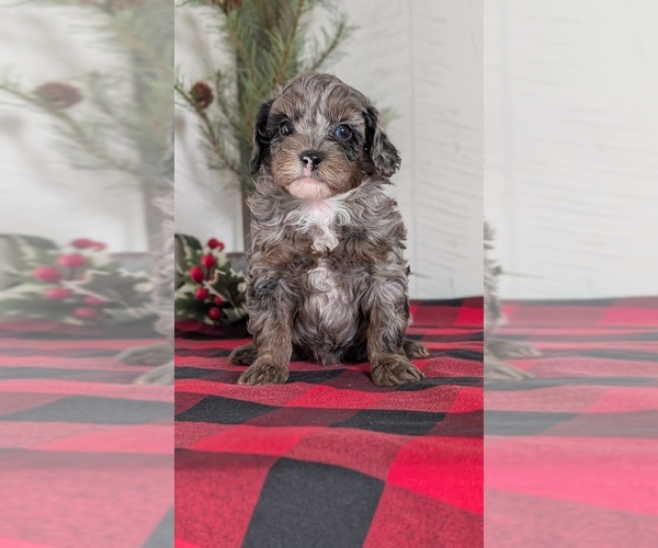 Medium Photo #27 Cockapoo (Miniature) Puppy For Sale in GOSHEN, IN, USA