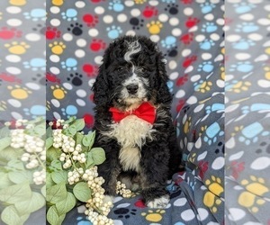 Bernedoodle (Miniature) Puppy for sale in RISING SUN, MD, USA