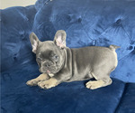 Small #6 French Bulldog