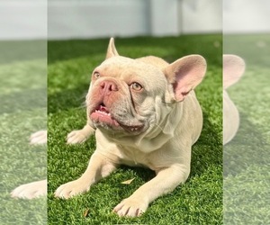 Mother of the French Bulldog puppies born on 04/24/2026