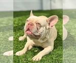 Small Photo #1 French Bulldog Puppy For Sale in CORAL SPRINGS, FL, USA