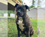 Small #2 American Staffordshire Terrier