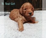 Small Photo #5 Goldendoodle Puppy For Sale in GEORGETOWN, IN, USA