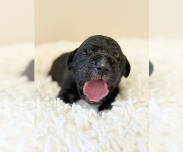 Medium Photo #1 Mutt Puppy For Sale in Brooklyn, NY, USA