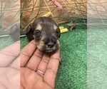 Small Photo #10 Schnauzer (Miniature) Puppy For Sale in FORT PIERCE, FL, USA