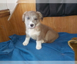 Small Photo #64 Australian Shepherd-Pembroke Welsh Corgi Mix Puppy For Sale in GALLEGOS, NM, USA