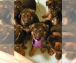 Small Photo #12 German Shepherd Dog Puppy For Sale in BRIDGEWATER, NH, USA