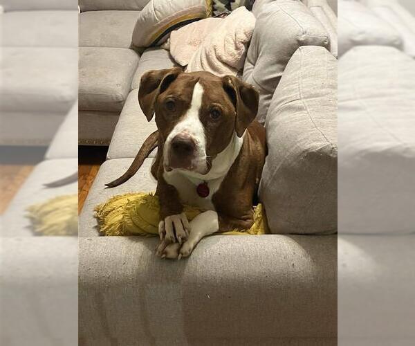 Medium Photo #3 Mutt Puppy For Sale in Louisville, KY, USA