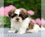 Small #2 Shih Tzu