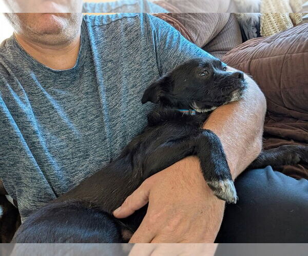 Medium Photo #3 Mutt Puppy For Sale in Springdale, PA, USA