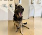 Small German Shepherd Dog