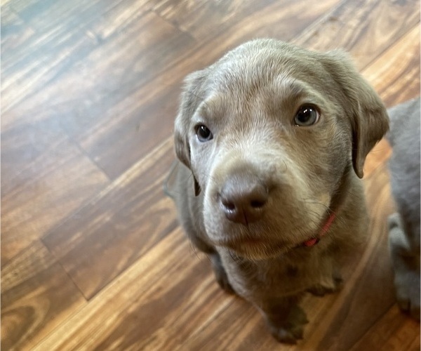 Medium Photo #6 Labrador Retriever Puppy For Sale in HADLOCK, WA, USA