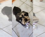 Small #1 Maltese Mix