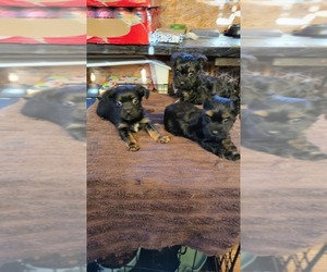 YorkiePoo Puppy for sale in DILLON, SC, USA
