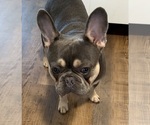 Litter of 6 - Female French BulldogLitter of Puppies for Sale - Photo #2
