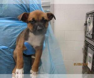 Mutt Dogs for adoption in Oklahoma City, OK, USA