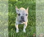 Small #2 French Bulldog