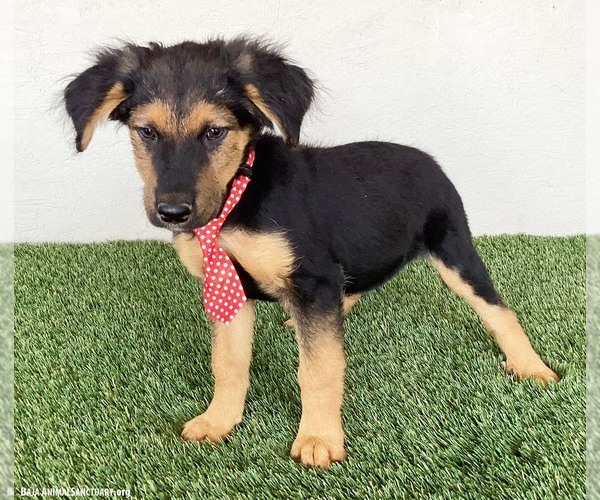 Medium Photo #2 Australian Shepherd-German Shepherd Dog Mix Puppy For Sale in San Diego, CA, USA