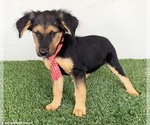 Small #1 Australian Shepherd-German Shepherd Dog Mix