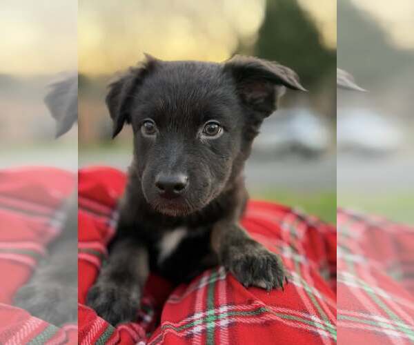 Medium Photo #4 Border Collie Puppy For Sale in Holly Springs, NC, USA