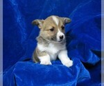 Small Photo #8 Pembroke Welsh Corgi Puppy For Sale in NORWOOD, MO, USA