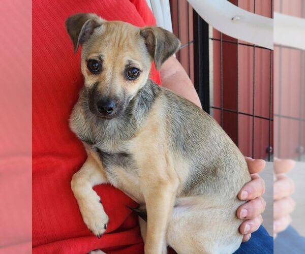 Medium Photo #4 Chihuahua Puppy For Sale in Chino Hills, CA, USA