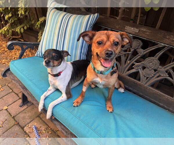 Medium Photo #4 Chihuahua-Unknown Mix Puppy For Sale in Santa Clara, CA, USA