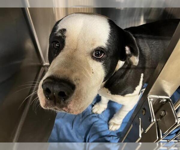 Medium Photo #1 American Bulldog-Unknown Mix Puppy For Sale in Grand Prairie, TX, USA