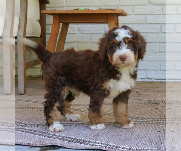 Medium Photo #1 Bernedoodle (Miniature) Puppy For Sale in LANCASTER, PA, USA