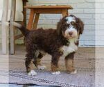 Small Bernedoodle (Miniature)