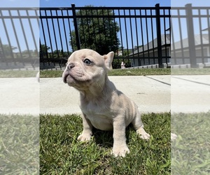 French Bulldog Litter for sale in SAYREVILLE, NJ, USA