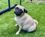 Litter of 6 - Female PugLitter of Puppies for Sale - Photo #14
