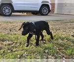 Small Photo #57 German Shorthaired Pointer Puppy For Sale in MCKINNEY, TX, USA